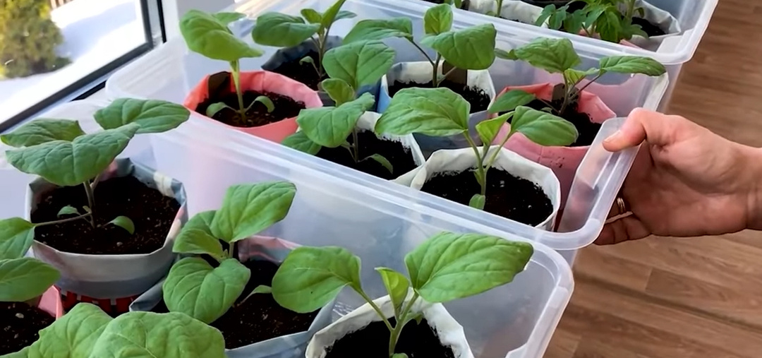 Как вырастить рассаду БАКЛАЖАНОВ.