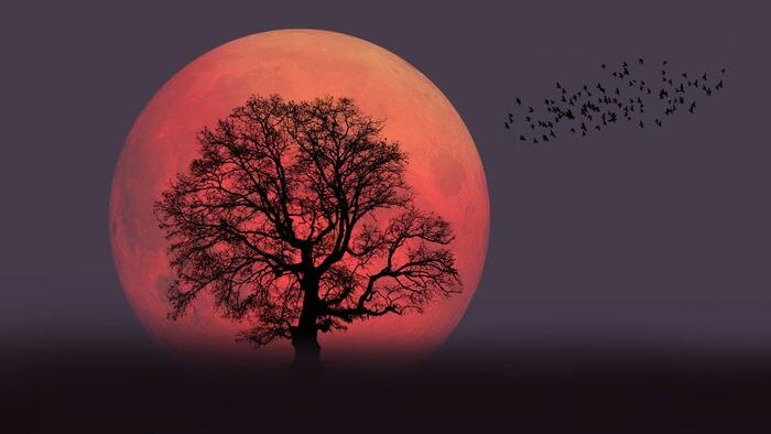 Лунное затмение в марте 2026: влияние на знаки зодиака и ритуалы очищения. Фото © Shutterstock / FOTODOM / muratart