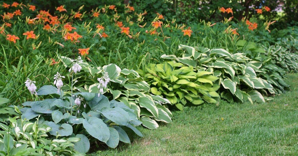 Хосты и лилии  — хорошее сочетание