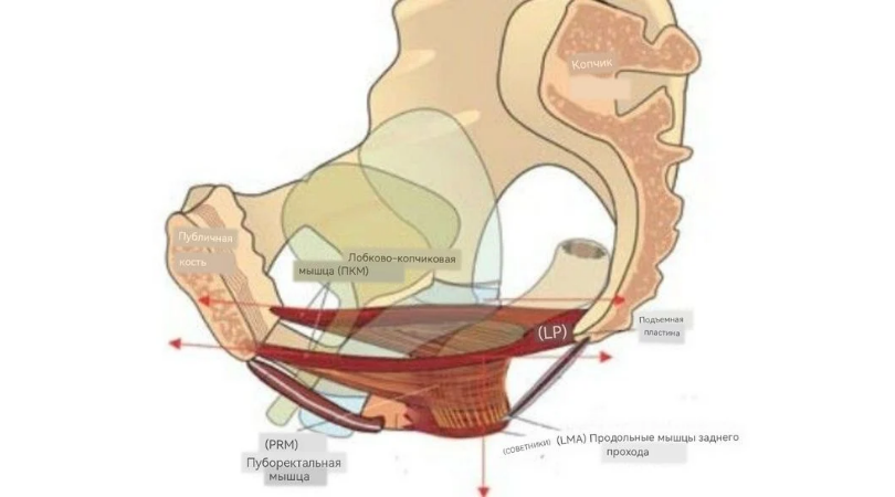 Тазовое дно —  это комплекс мышц в основании вашего таза, одна из ключевых структур всего тела. От его состояния напрямую зависит очень многое: от вашей осанки до глубины дыхания и работы внутренних органов