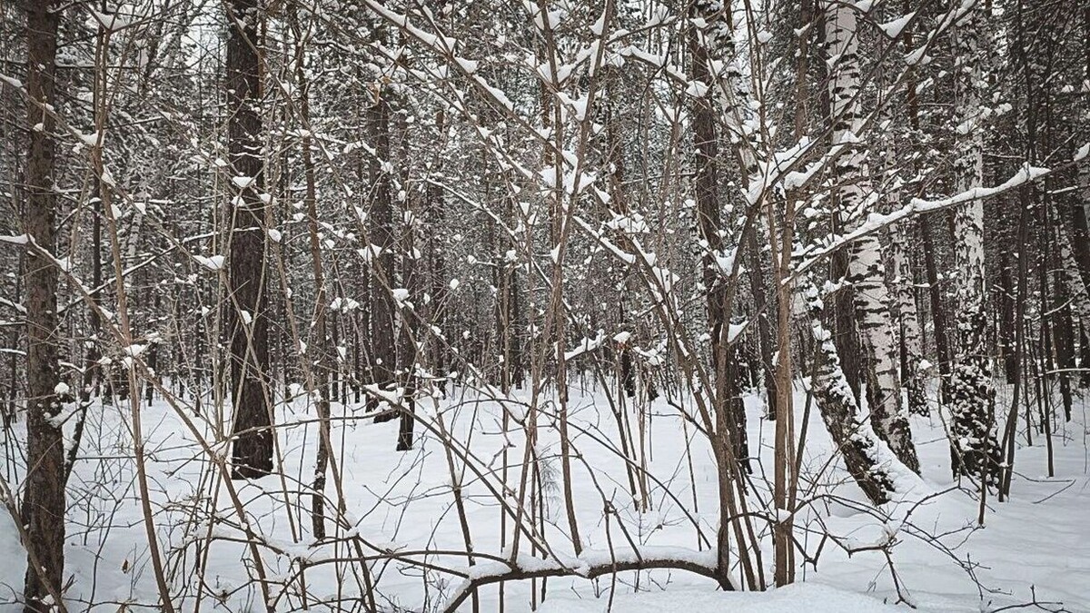    Как охотились на волков в Ростовской области   1MI