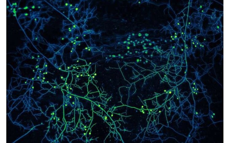    Фото: Loreto Oyarte Gаlvez - VU Amsterdam, AMOLF, SPUN