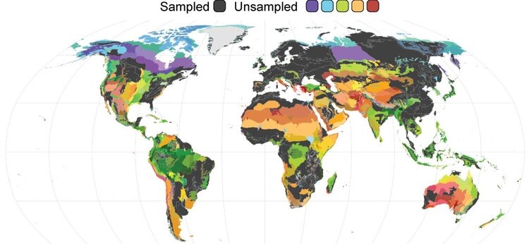 Цветные области на карте обозначают экорегионы, для которых отсутствуют общедоступные данные секвенирования арбускулярных микоризных грибов. В тех экорегионах, где отбор проб проводился, среднее количество образцов на экорегион составляет всего четыре, что указывает на ограниченную воспроизводимость даже в представленных регионах. Эти цветные области представляют собой приоритетные цели для будущих полевых экспедиций и скоординированных усилий по отбору проб. Источник: SPUN.📷    Более 70% мировых экосистем остаются неисследованными с точки зрения наличия важнейших подземных грибов
