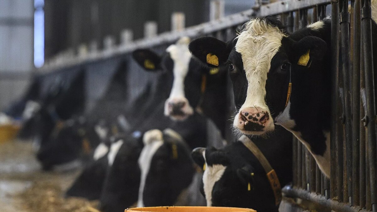 Коровы на ферме © Sputnik / Рамиль Ситдиков