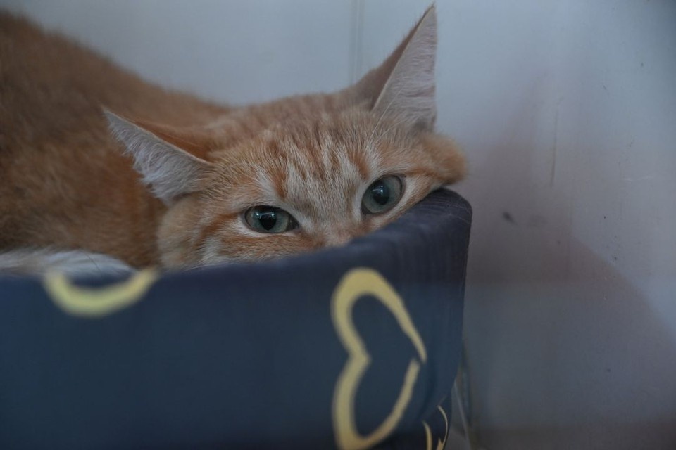    Всего специалисты Россельхознадзора оформили вывоз 34 кошек из Сибири Иван МАКЕЕВ