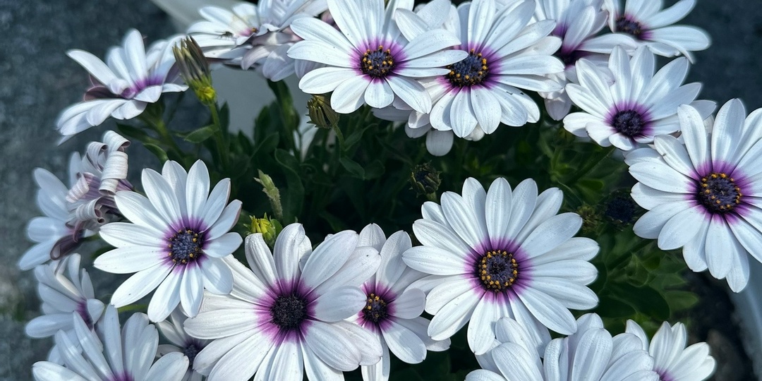 Он же остик, он же остеоспермум, он же африканская ромашка