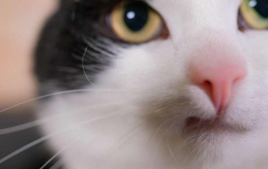 Что такого — это просто кошка, их много