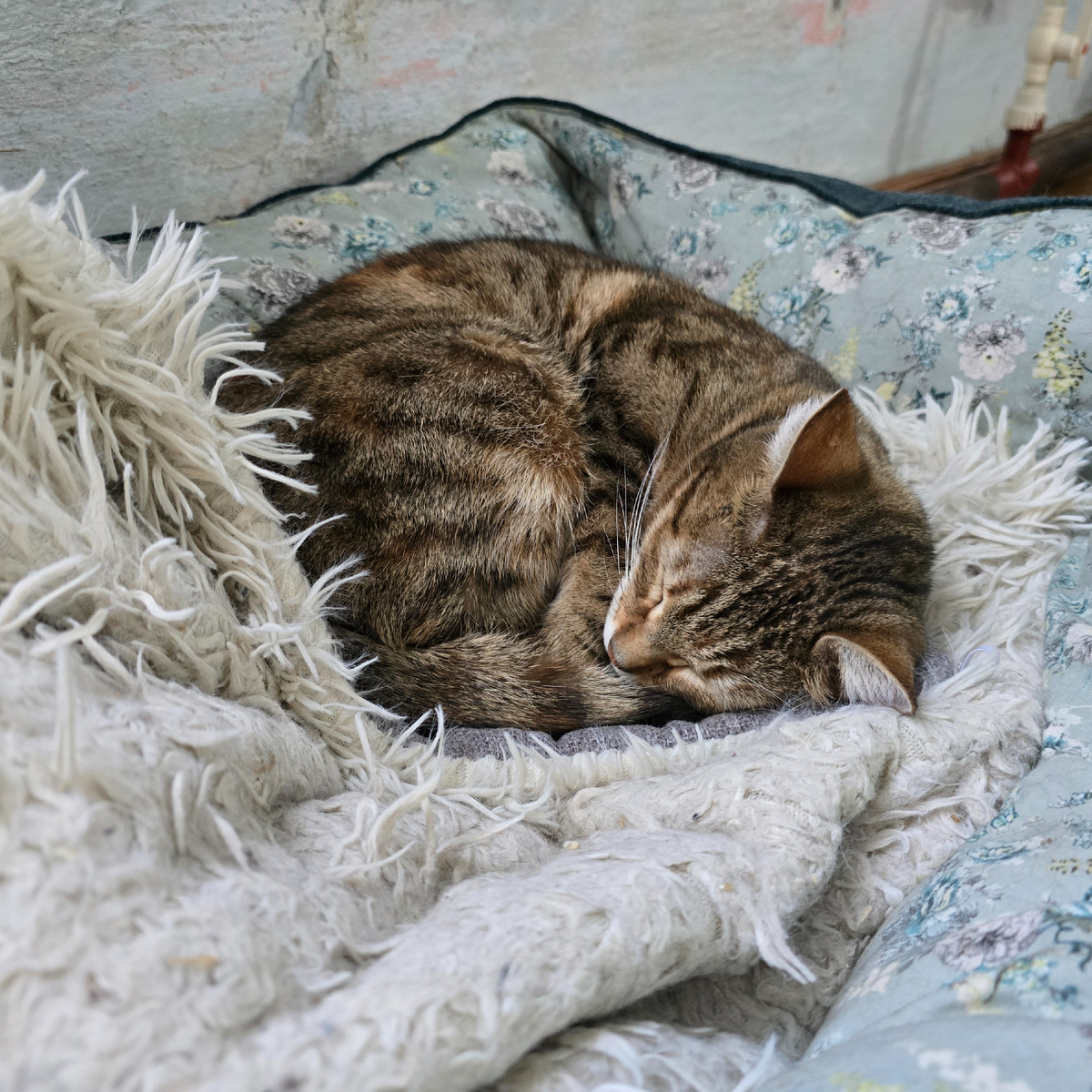 полосатое счастье спит калачиком в пушистом гнёздышке