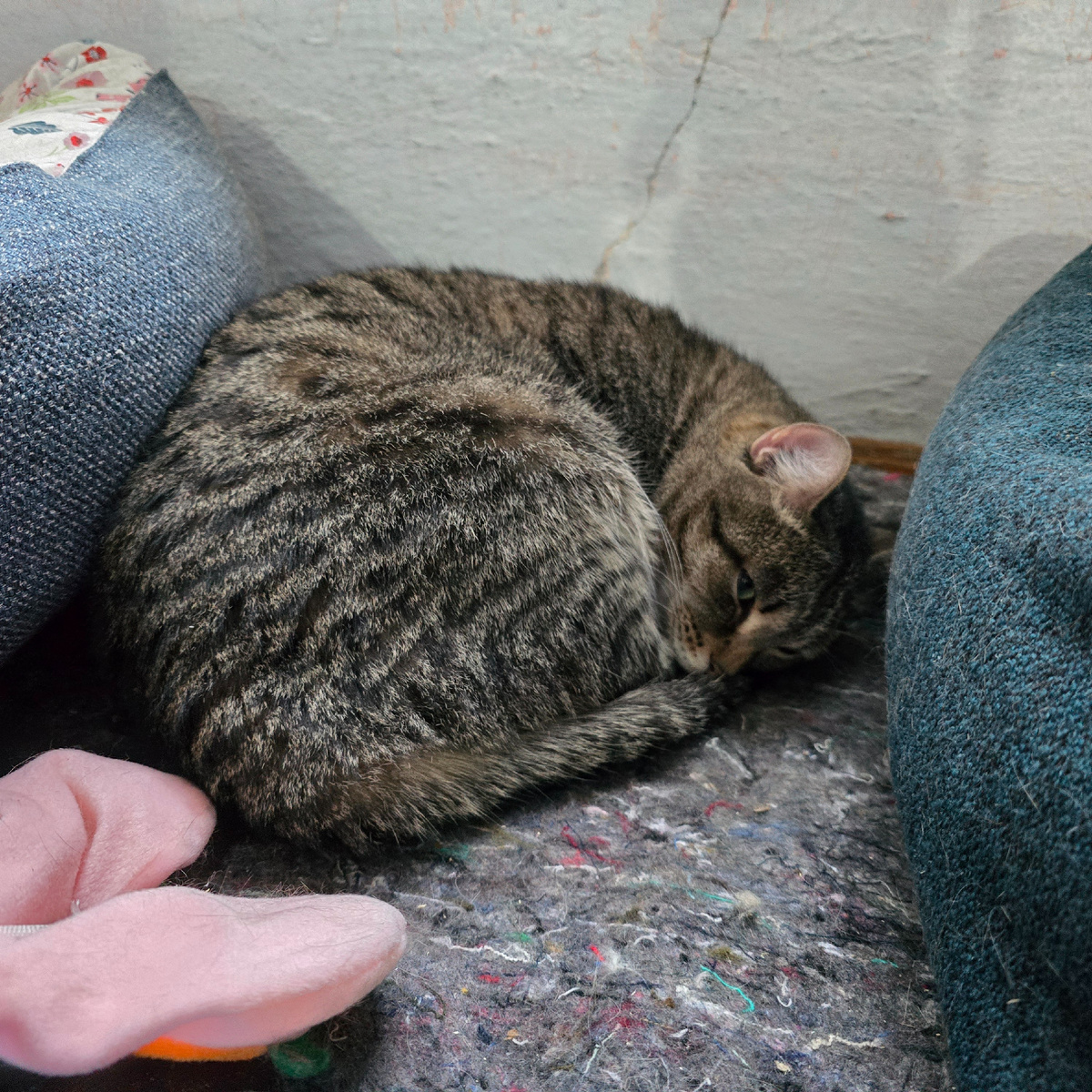 красавец дремлет между подушек спокойно