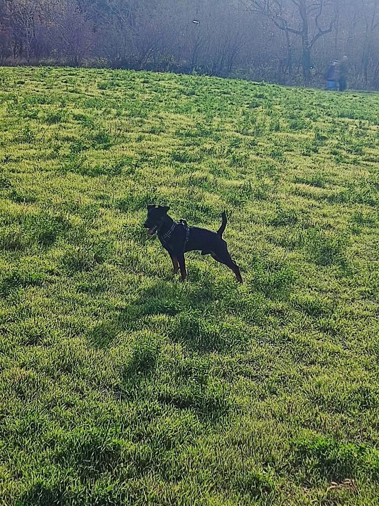 Прогулка с Ягдтерьером