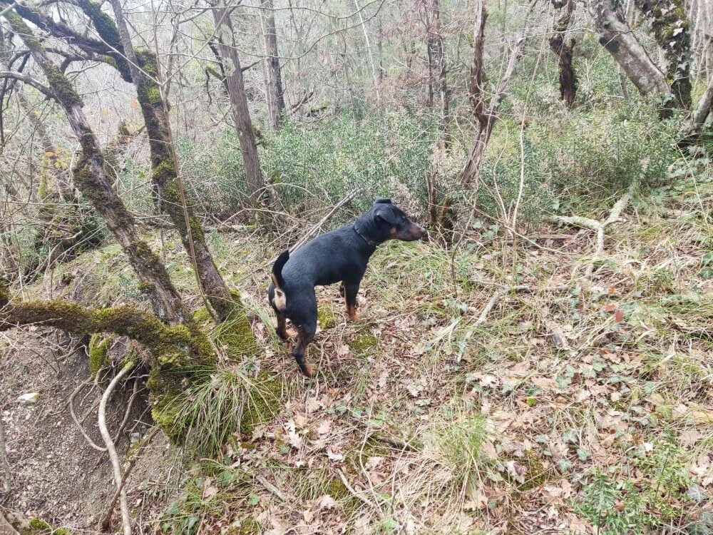 Прогулка с Ягдтерьером в лесу