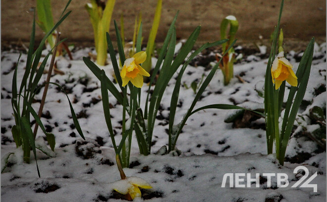    © Анастасия Илюшина / ЛенТВ24. Архивное фото