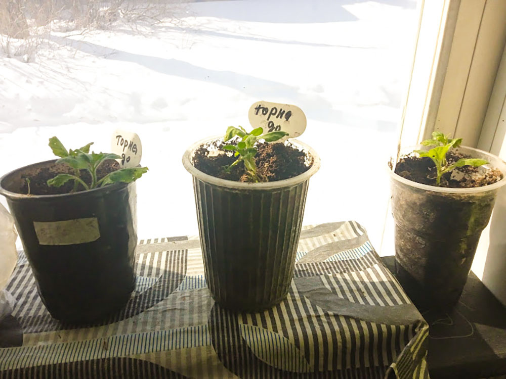 Черенки укоренила