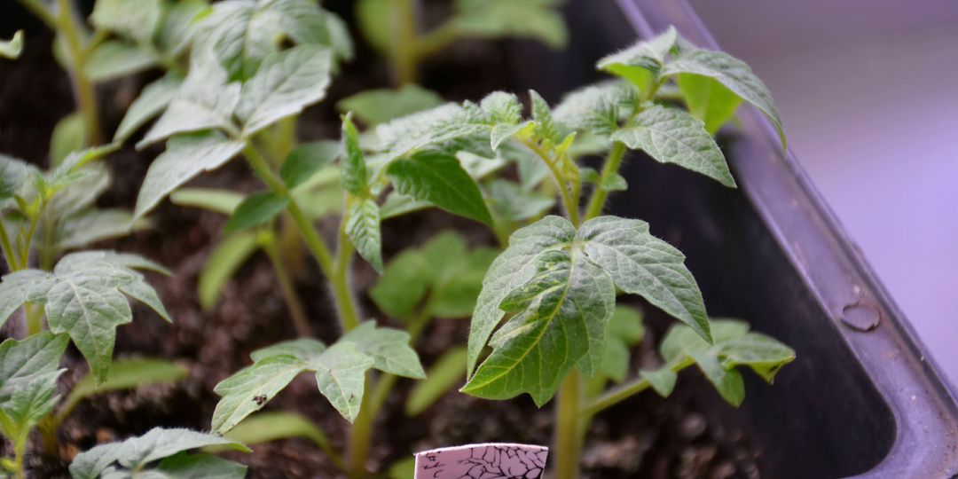 Лучшие дни для посева Томатов на рассаду в 2026 году для всех регионов