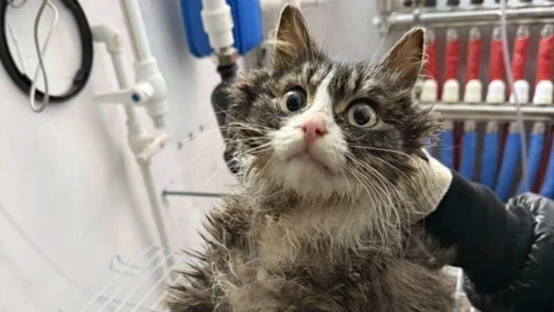      Фото: предоставлено Sakh.online