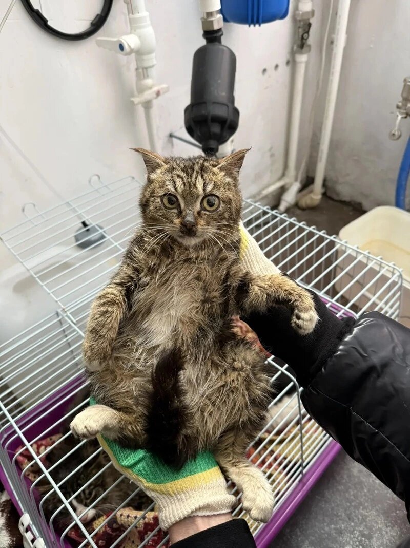    Жестокость на грани: 1 марта, в День кошек, на Сахалине спасли истощенных питомцев Фото: предоставлено Sakh.online