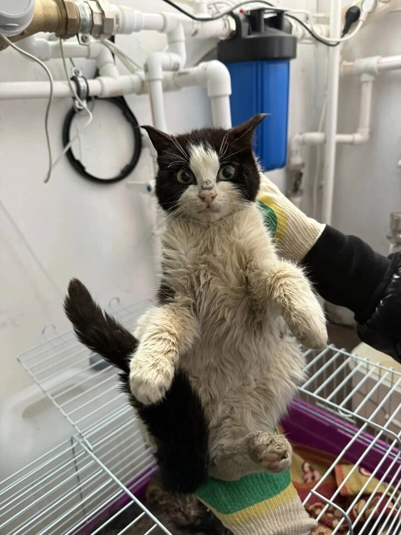    Жестокость на грани: 1 марта, в День кошек, на Сахалине спасли истощенных питомцев Фото: предоставлено Sakh.online