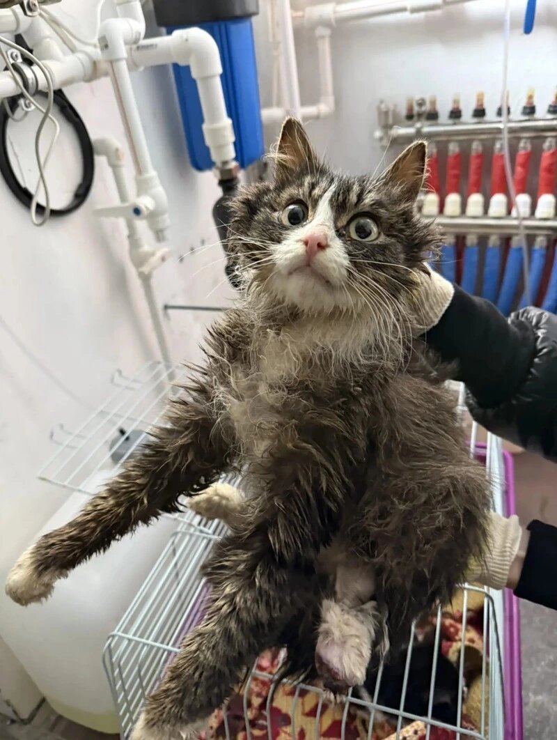    Жестокость на грани: 1 марта, в День кошек, на Сахалине спасли истощенных питомцев Фото: предоставлено Sakh.online