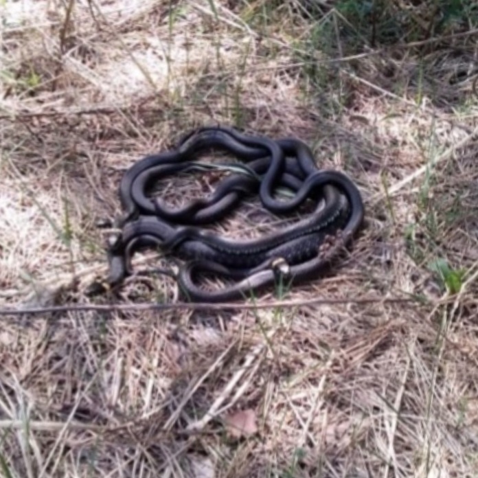 Фото автора. 