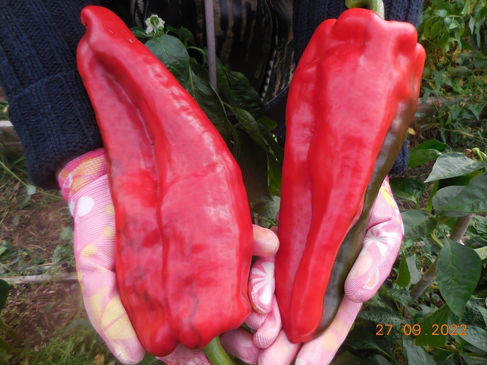 Перец сорт Мечислав, от московской подруги с томатного форума.