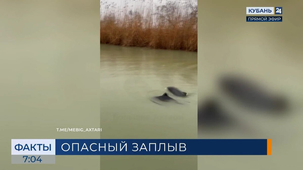    Скриншот видео телеканала «Кубань 24»