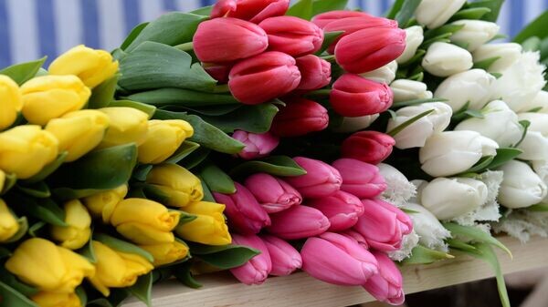    © Sputnik / Саид Царнаев