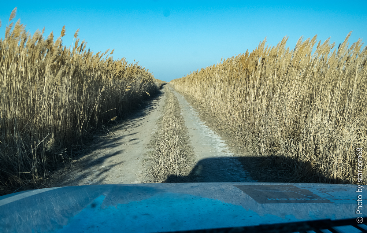 Дорога через камыши