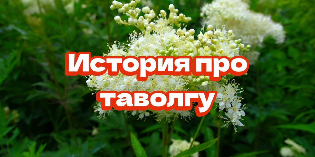 История про таволгу