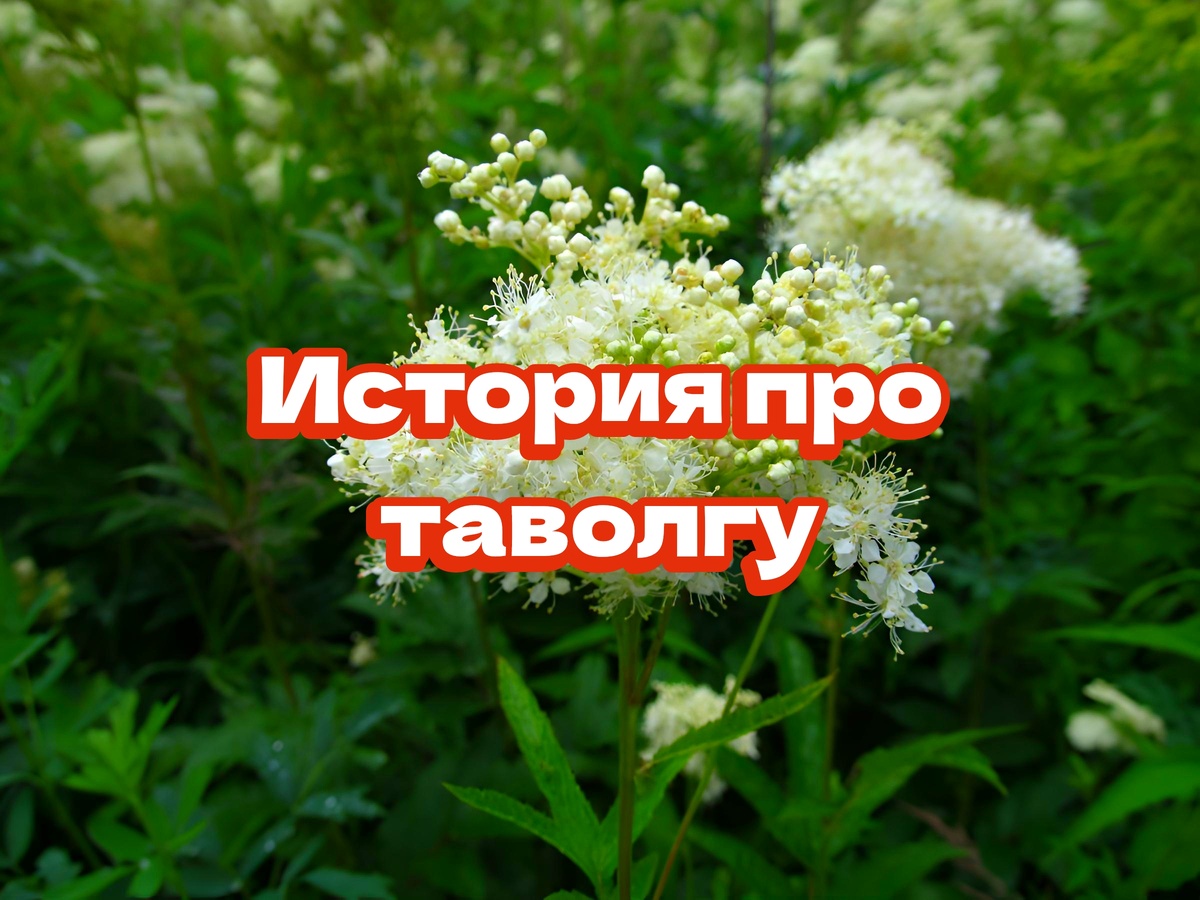 Сидели за самоваром, говорили про травы. Наталья спросила: «А таволгу знаешь?». Я ответил: «Слышал, но в глаза не видел». Залез в интернет, нашёл фото, запомнил. А через час вышел прогуляться — и она стояла рядом, в низине, будто ждала.