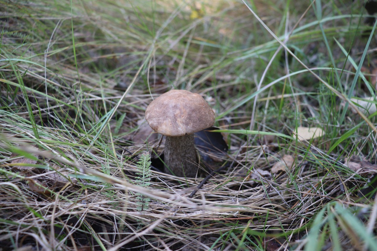 Подберёзовик чёрный Leccinum melaneum