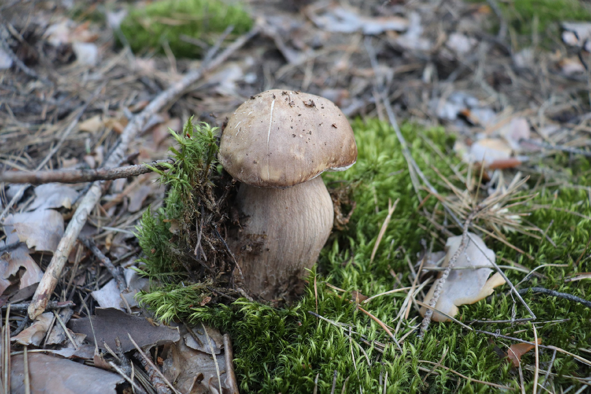 Белый гриб (Boletus edulis)