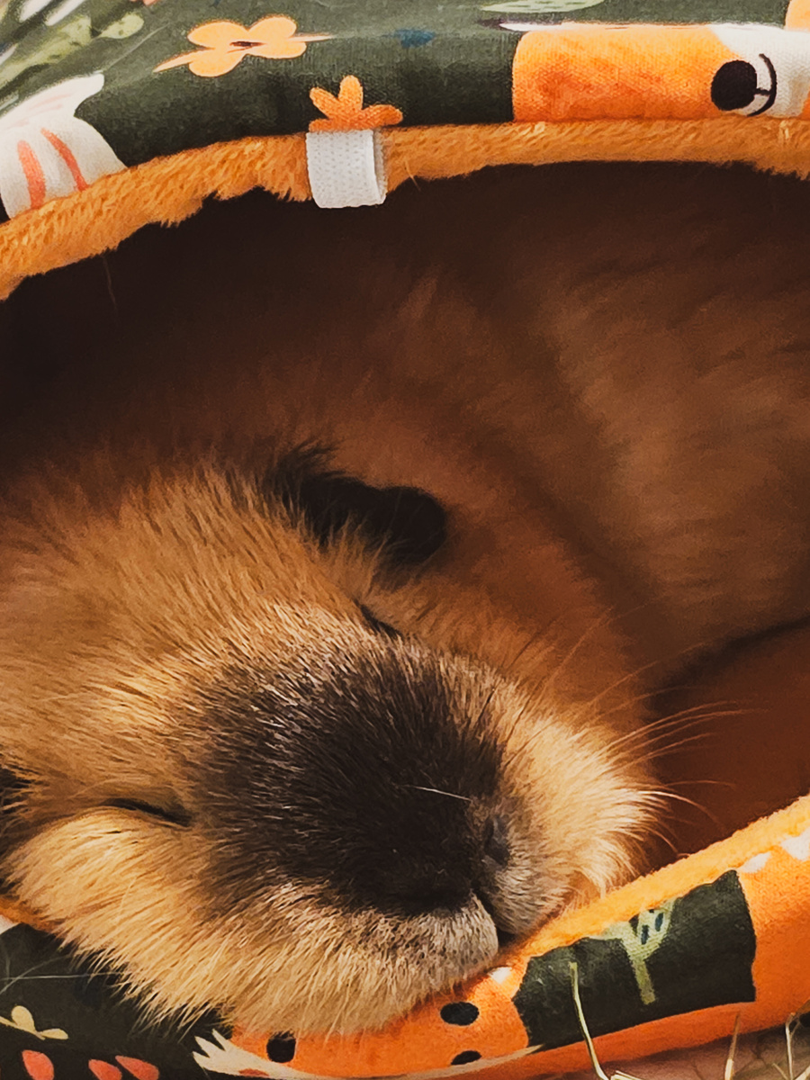 Это Плюша уже доехала до Петербурга