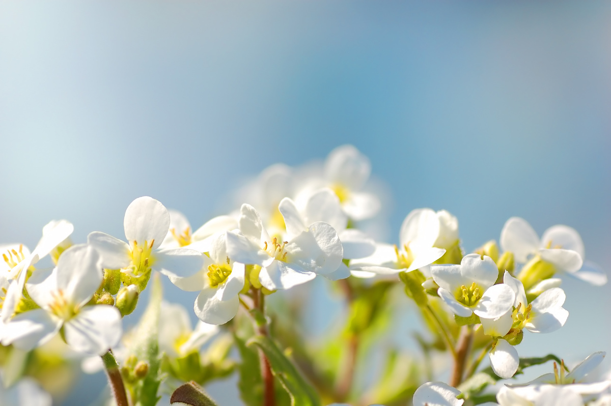 Источник: https://ru.freepik.com/free-photo/white-flowers-close-with-blue-background_945420.htm#fromView=search&page=1&position=37&uuid=635c78ce-6159-4617-89a5-0b34c0604270&query=%D0%B2%D0%B5%D1%81%D0%BD%D0%B0