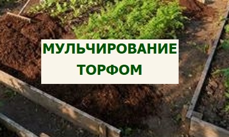 как мульчировать торфом