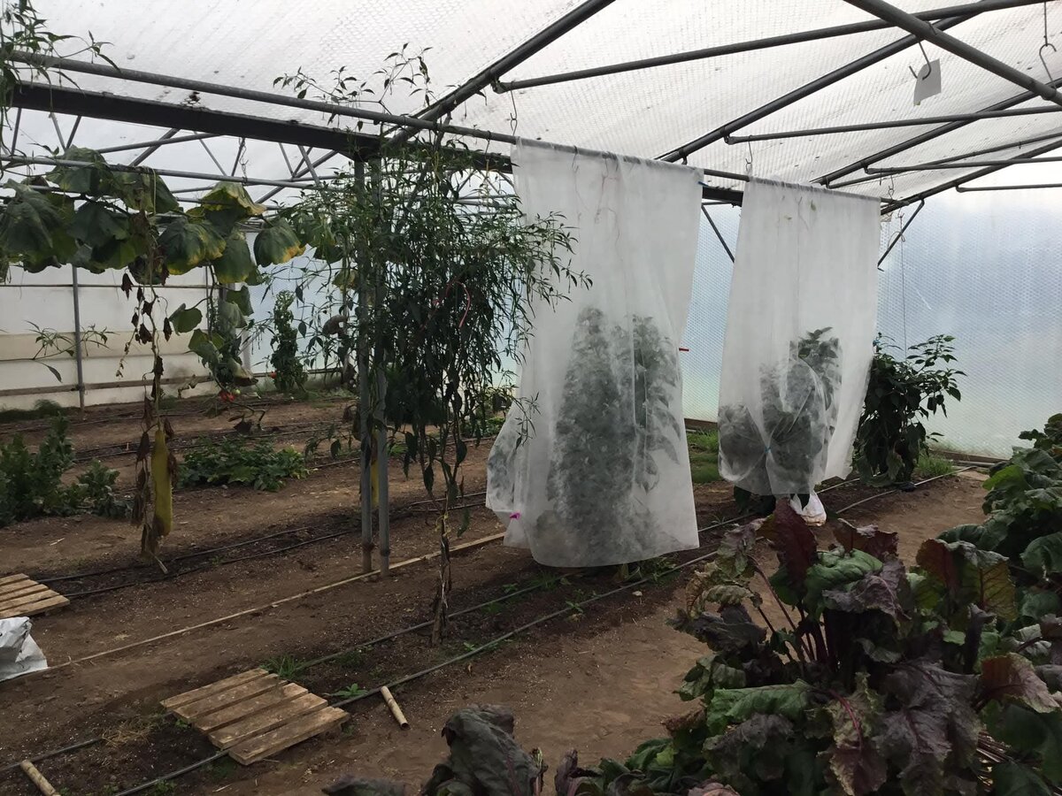 Кусты сладкого перца-гиганта в теплице Яна Нила (Великобритания), вырастившего самый тяжёлый плод сладкого перца весом 966 г. (2024 г.)