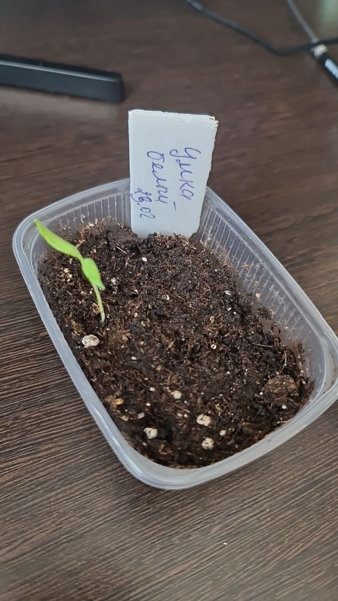 Баклажаны посеяны 23 февраля сухими семенами. Жду еще всходы.