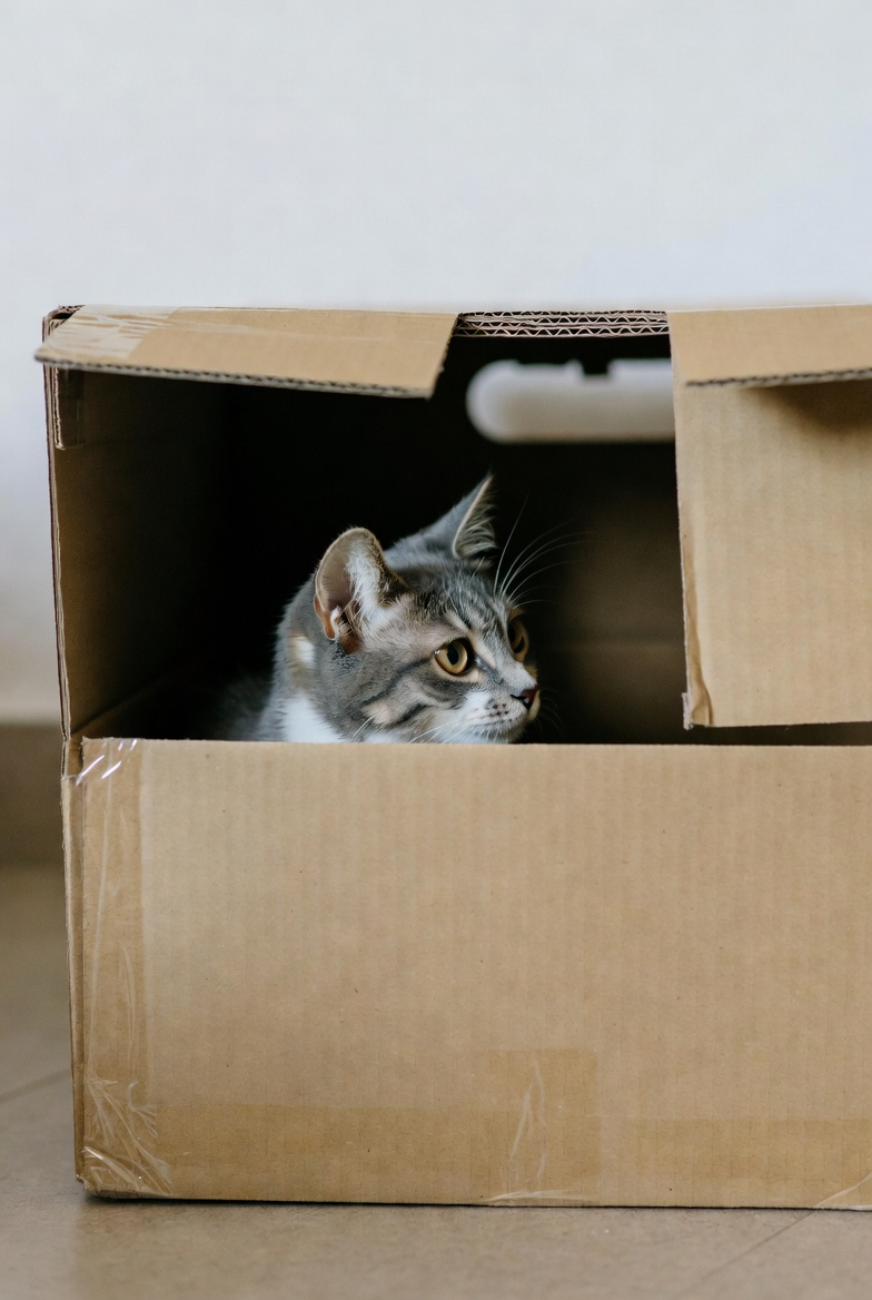 Кошка сидит в коробке