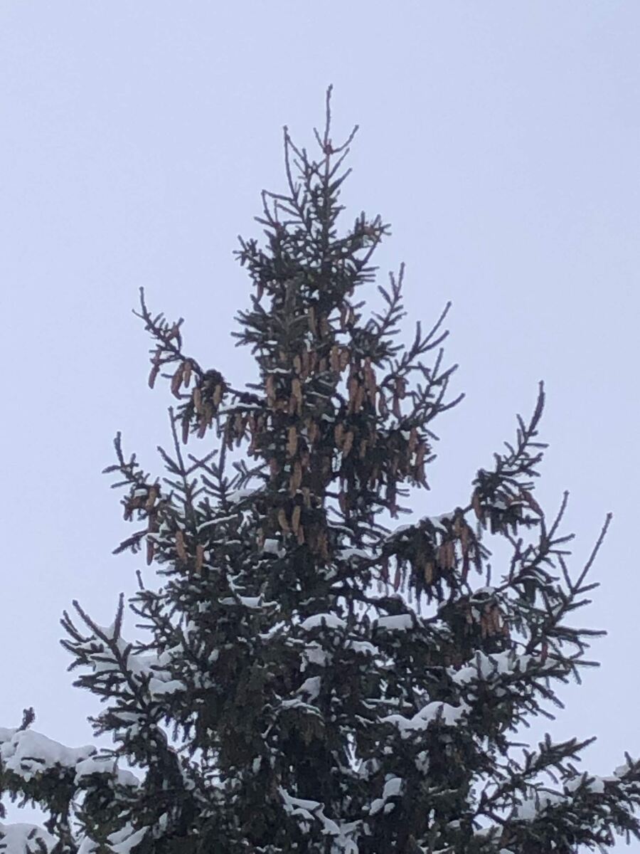 Вот сколько шишек-деток у елки.