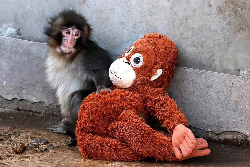    Грустный макак «поднял» зоопарк в Японии: обезьянку-сироту поддерживают во всем мире REUTERS