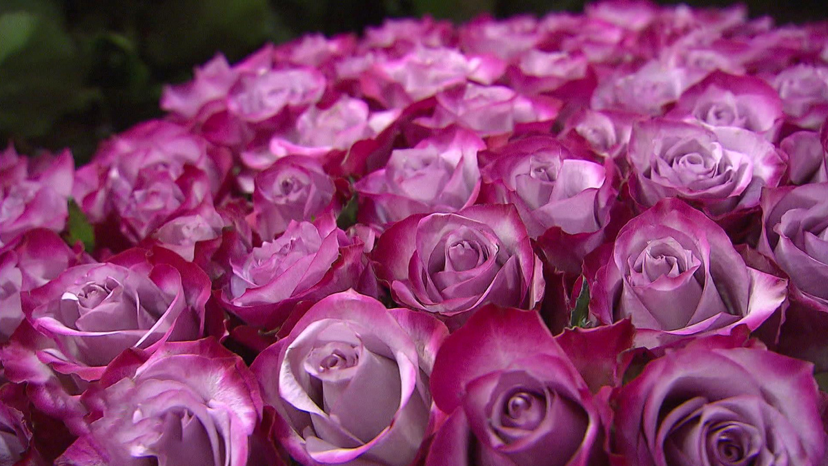    HD Цветы розы букет