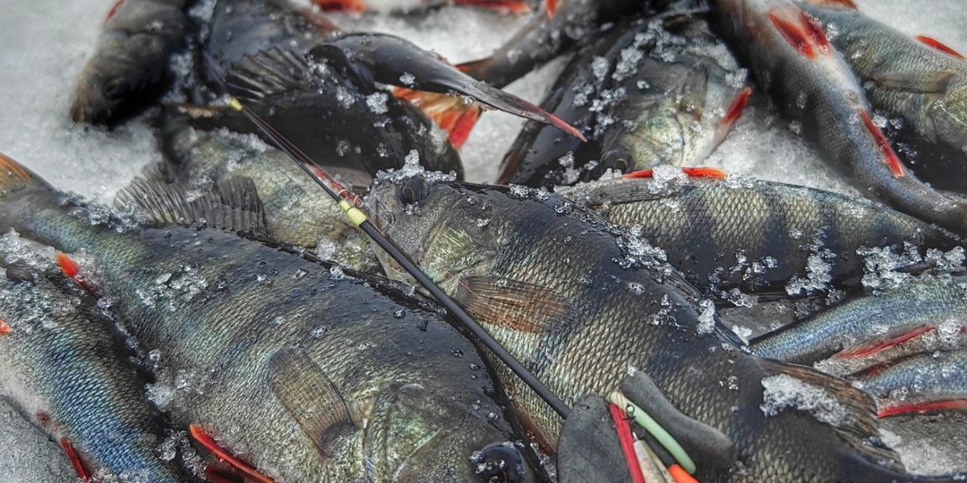 Рыбы шквал. Окунь