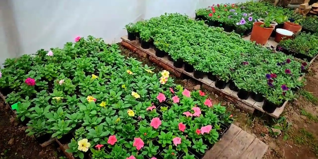 Какие цветы на рассаду нужно посеять в марте