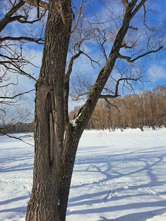 Морозобоина на стволе ивы
