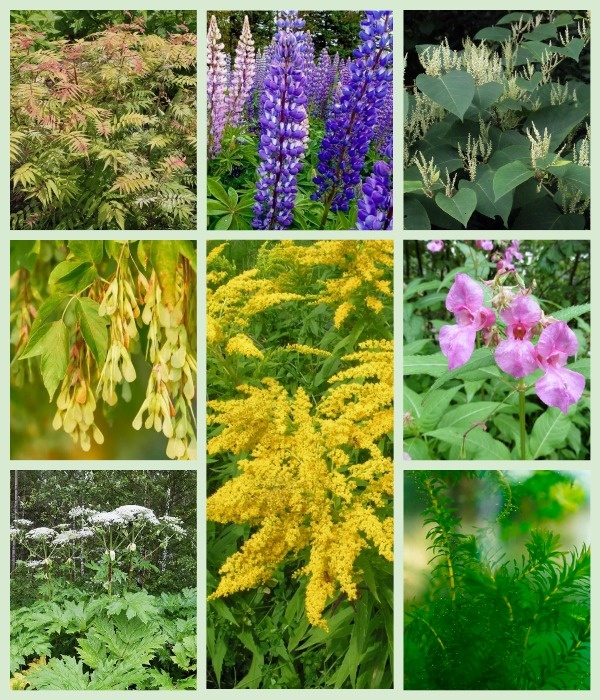 Рябинник рябинолистный, люпин многолистный, рейнутрия японская (горец), клен ясенелистный, борщевик Сосновского, золотарник гигантский, недотрога железконосная, элодея канадская.