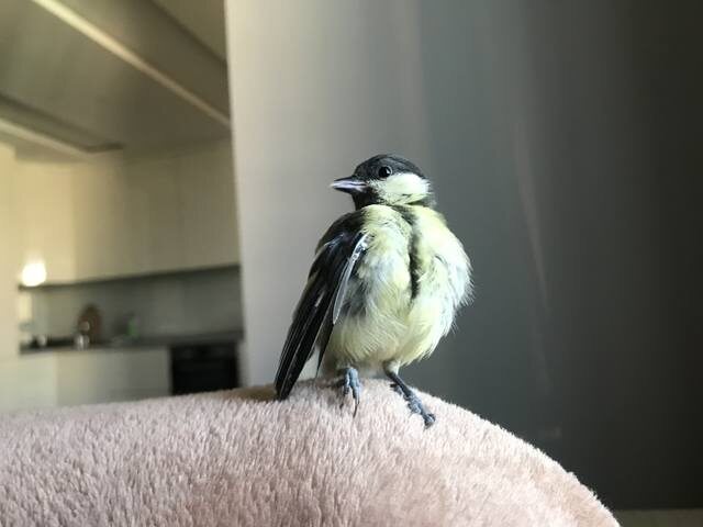 Домашними становятся только те птицы, которые уже никогда не смогут выжить в суровых условиях леса.