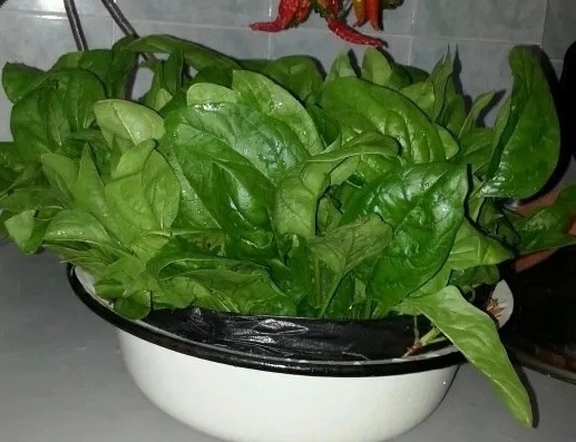 Тот самый шпинат