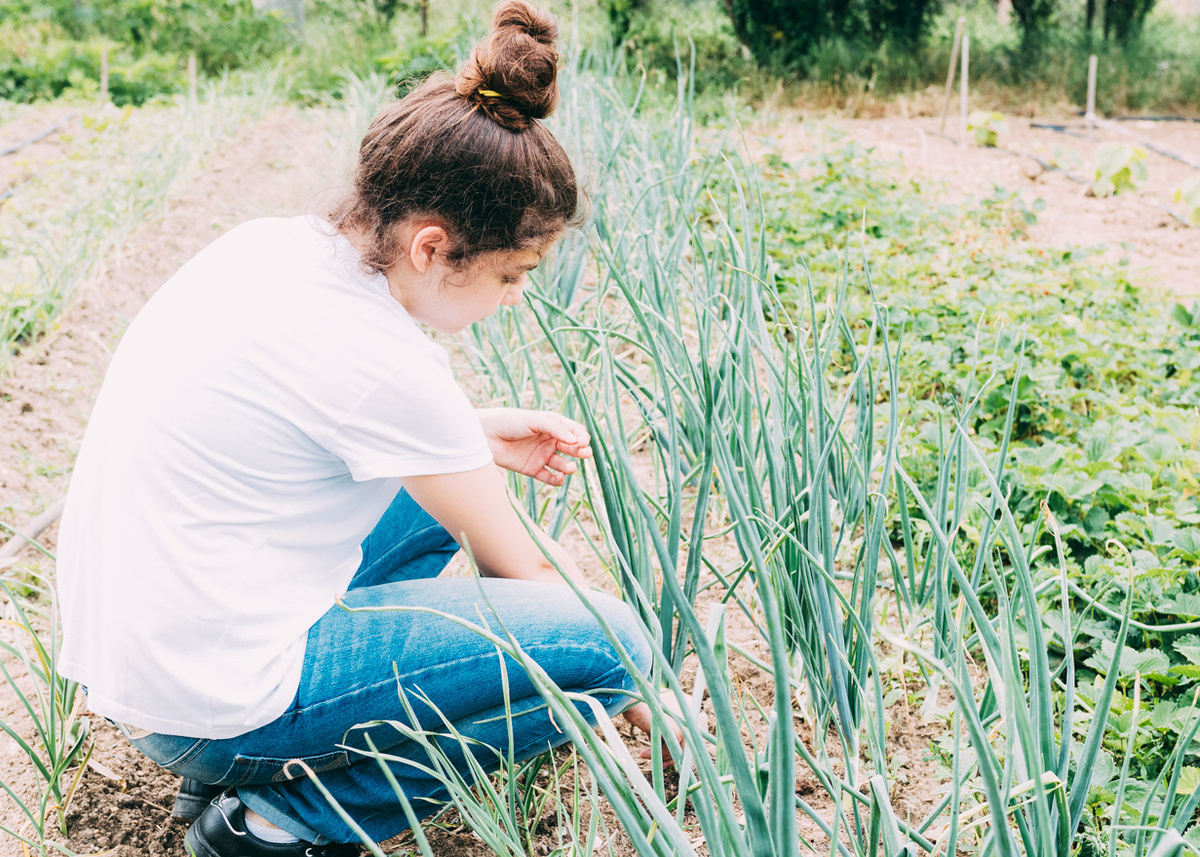 При соблюдении всех рекомендаций специалистов яровой чеснок порадует качественным урожаем. Фото freepik.com.