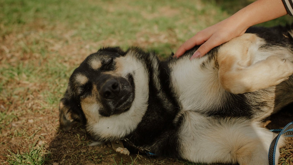    Весенний фестиваль WOOF в четвертый раз собирает гостей в Казани