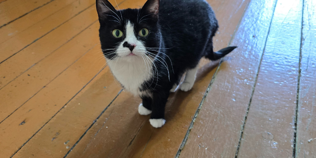 Они едят боль. Я покупаю время