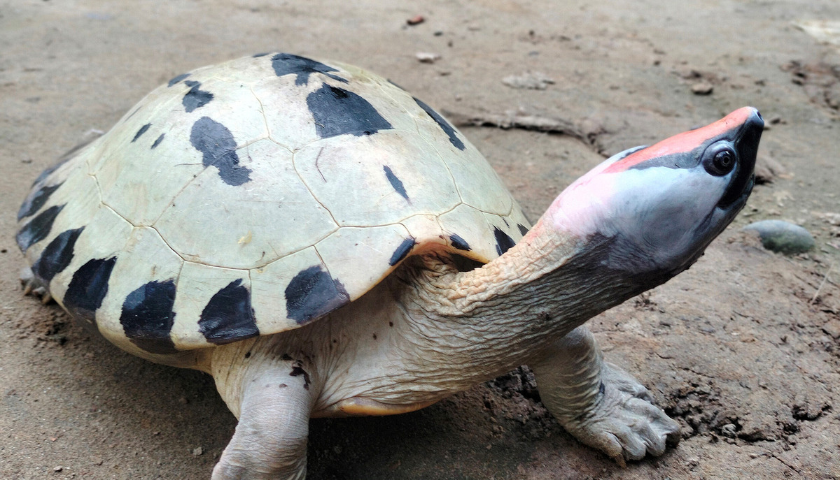 Тот самый брачный макияж самца.